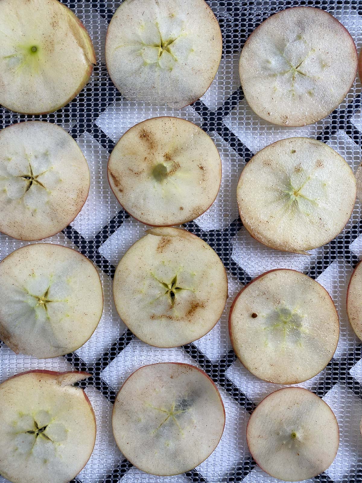 sliced apples spread evenly on dehydrator tray